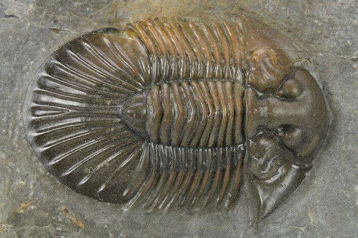 Scabriscutellum Trilobite With Beautiful Coloration #272840